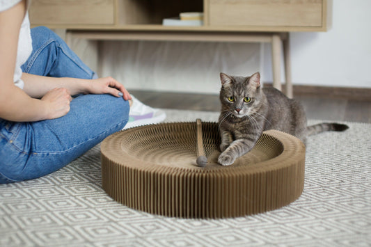 How to Create a Cozy DIY Cat Bed at Home