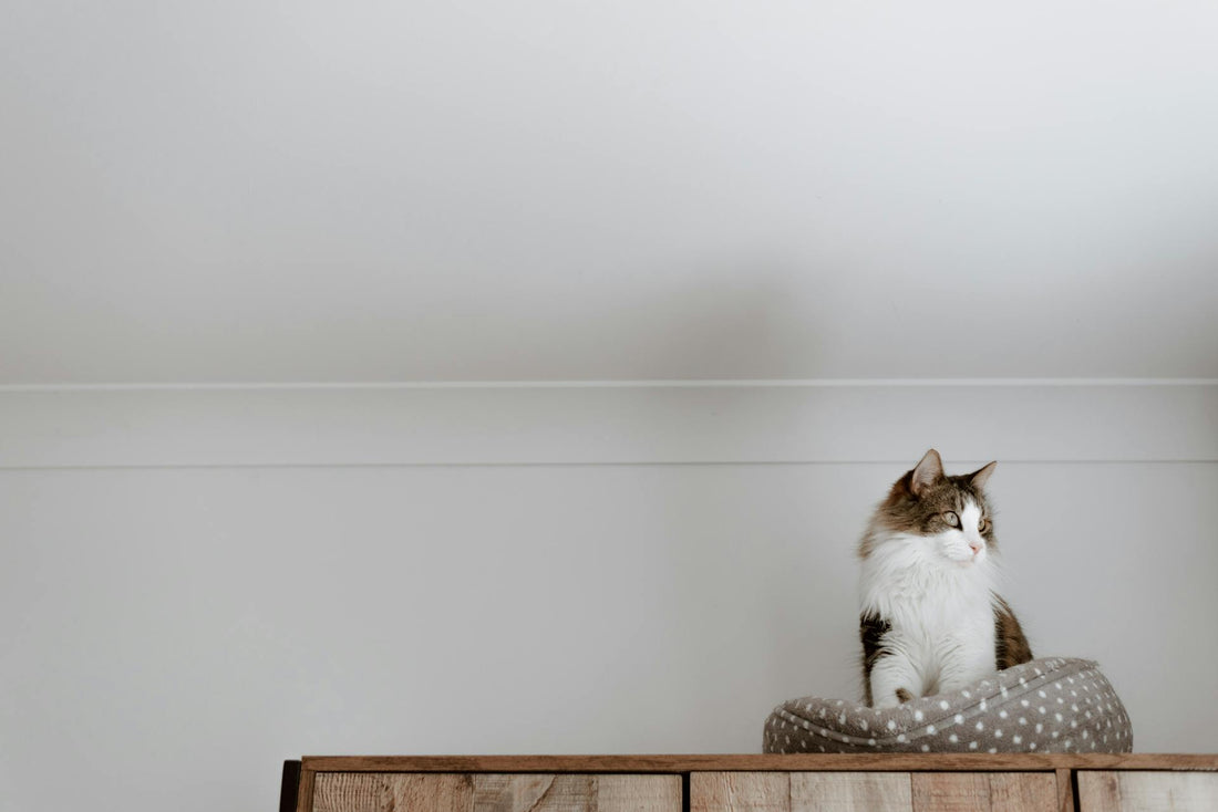 5 Reasons Why Cat Beds Are Essential for Your Pet