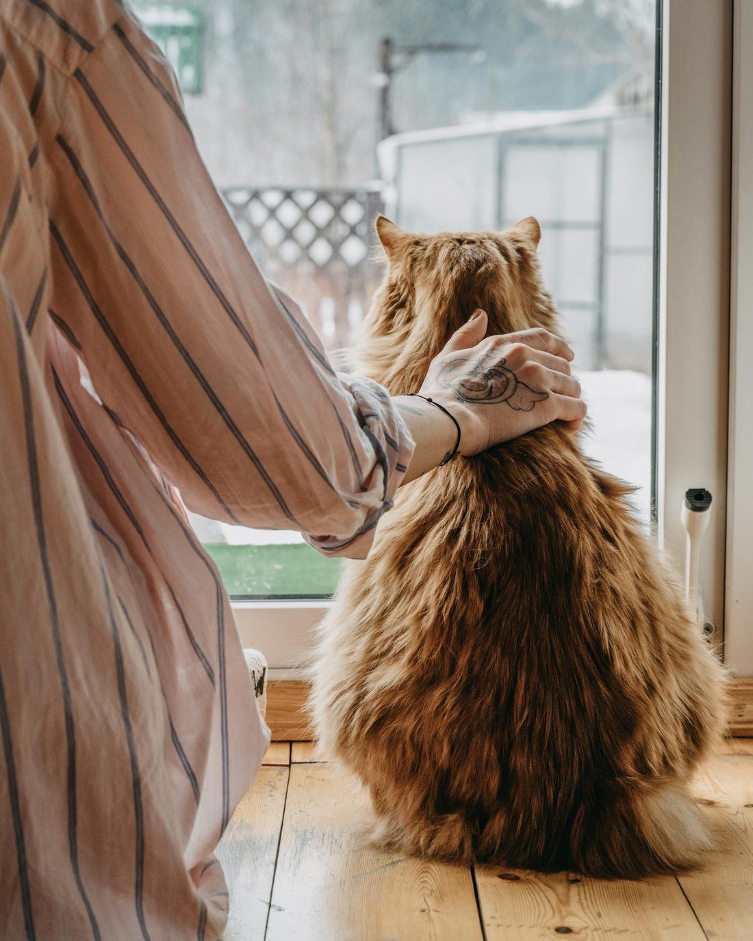 Choosing the Right Cat Bed in 2025: A Complete Pet Owner’s Guide