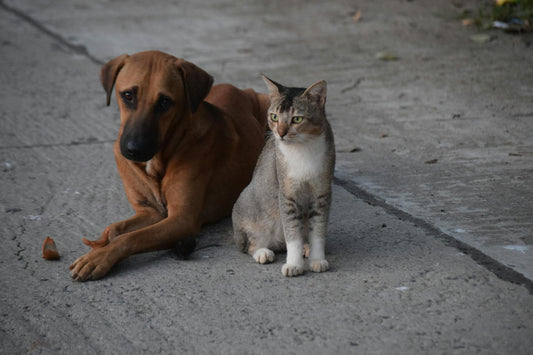 What Are the Signs of a Sick Pet?