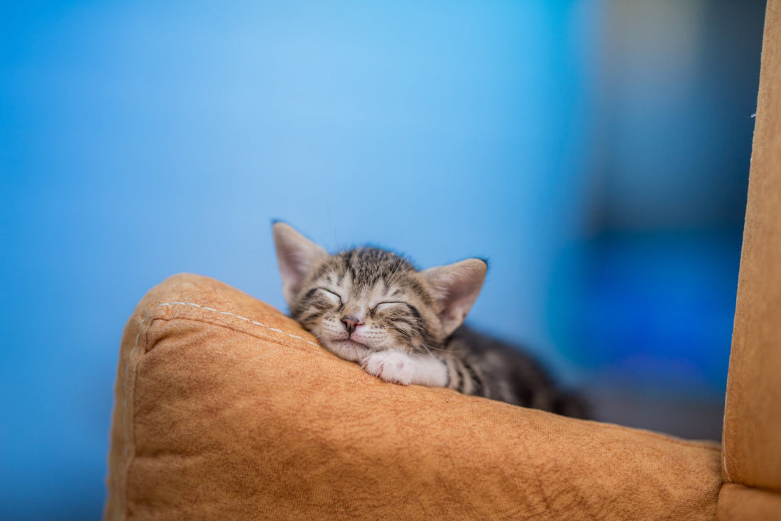 Does a Kitten Need a Cat Bed? A comprehensive guide for Pet Owners