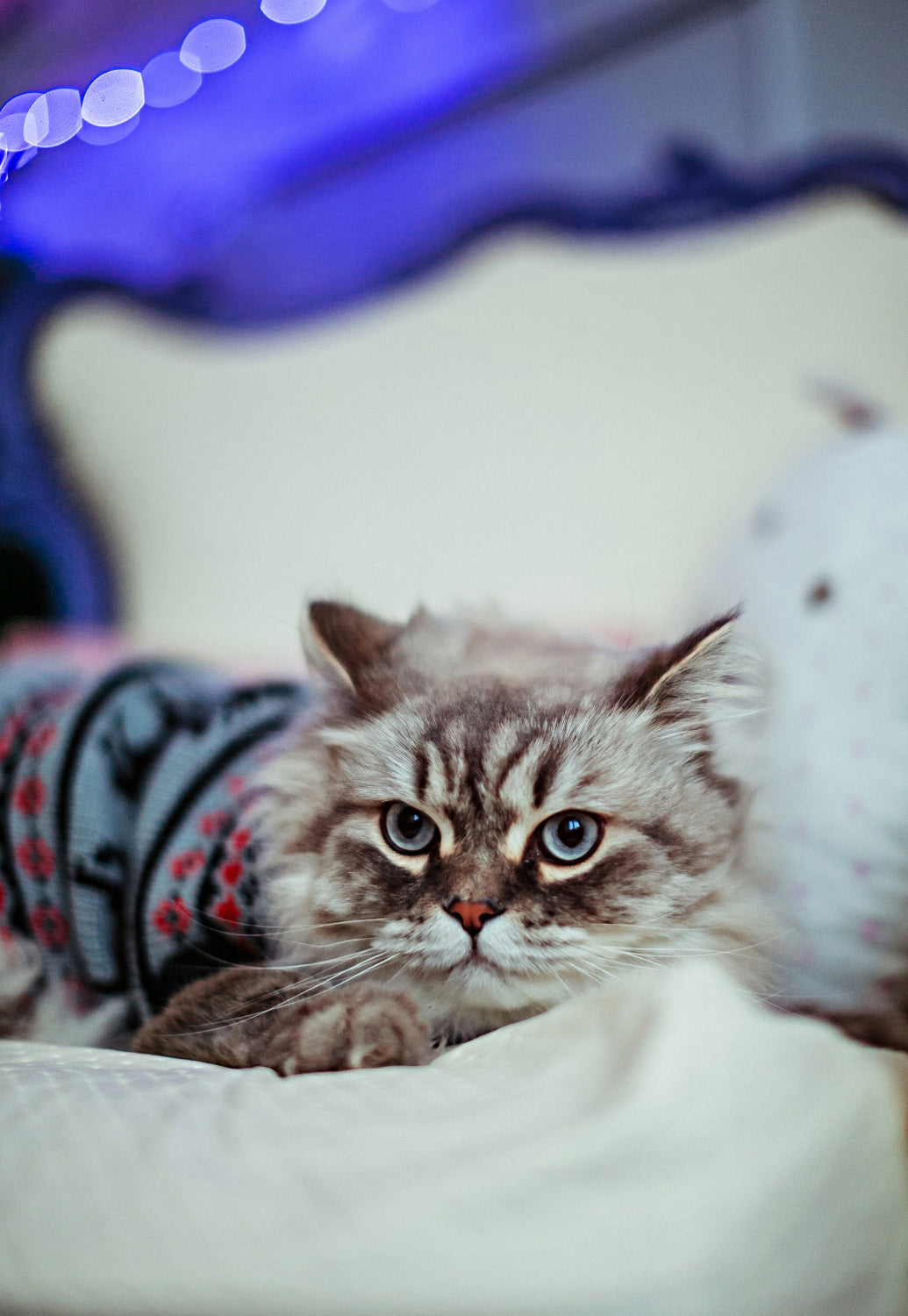 What Kind of Bed Do Cats Like Best? A Comprehensive Guide For Pet Owners