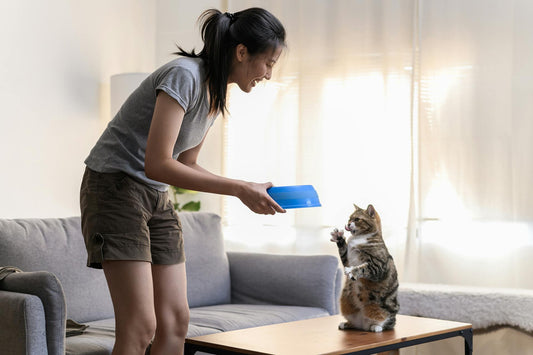 Cat Food Myths Debunked: What Every Owner Should Know..